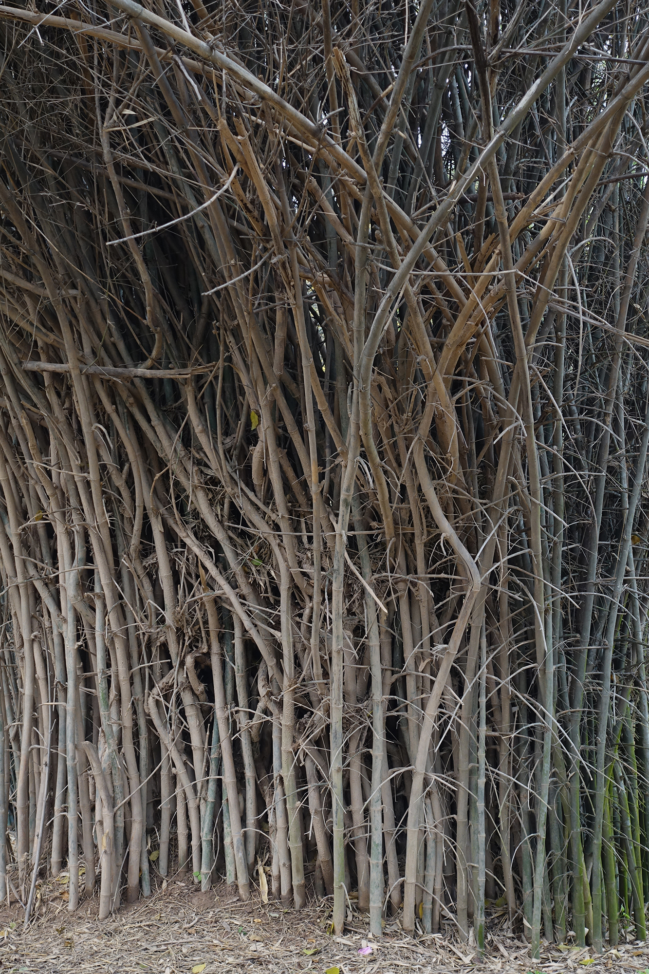 Christoph Radke, India, Chandigarh, 2020